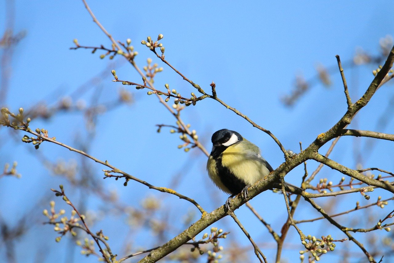 The Philosophy and Science of Preserving Biodiversity
